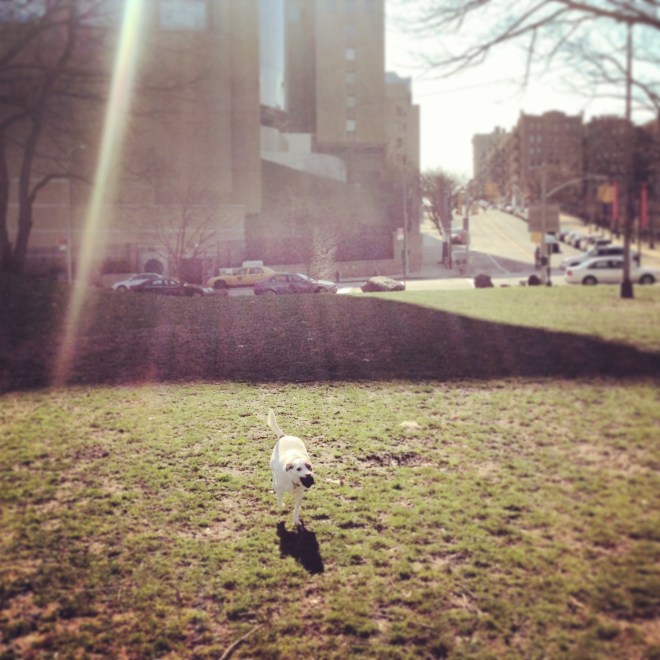 Mitra at our local park.