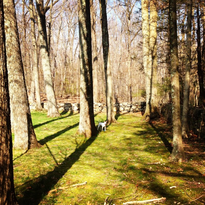 My favorite corner of my childhood property, where I like to walk barefoot and listen to the woodland noises.