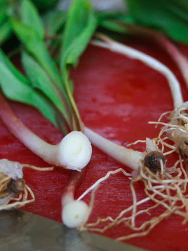 Fresh wild ramps